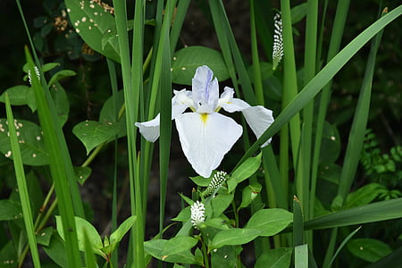 irises, white flowers, iris type