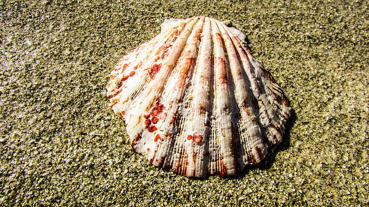 Shell, stranden, sand, natur, Seashell
