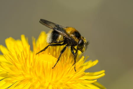 hover fly, macro, facets, dandelion, insect, bee, nature