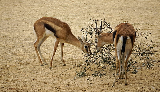 Antilopa skákavá, Zoo, Pack