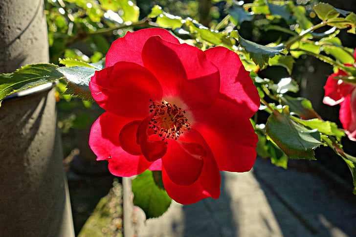rose, flower, rosaceae, bloom, flowering plant, plant, romantic