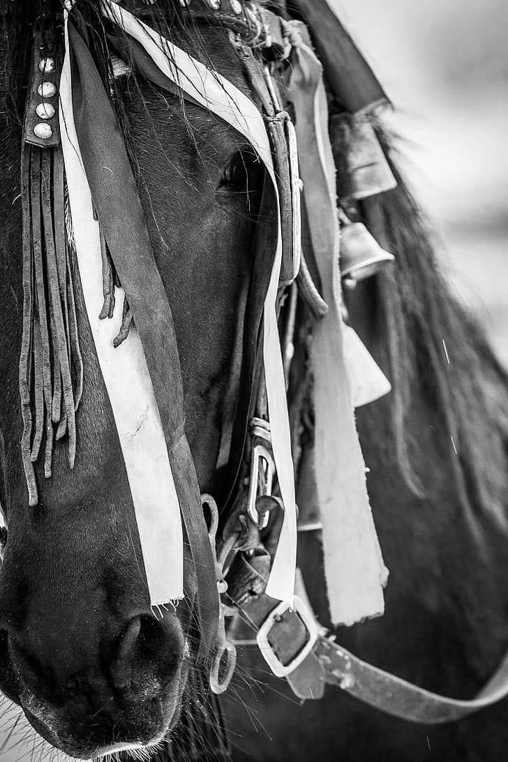 cheval, noir et blanc, traditions, Roumanie