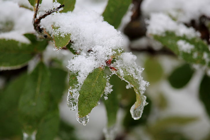 mùa đông, lá, tuyết, băng, đá, Thiên nhiên, Frost