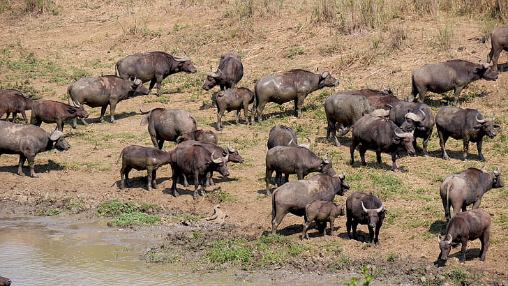 Sydafrika, Hluhluwe, Buffalo besättning, djur, nationalparken, vilda djur, djur