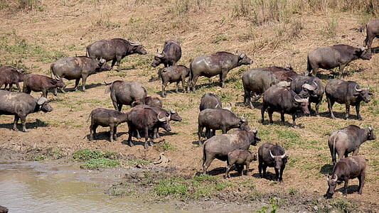Sudáfrica, Hluhluwe, manada de búfalos, animales, Parque Nacional, flora y fauna, animal