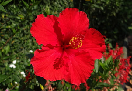 hibisco, vermelho, flor, flor de sapato, rosa da China, Dharwad, Índia