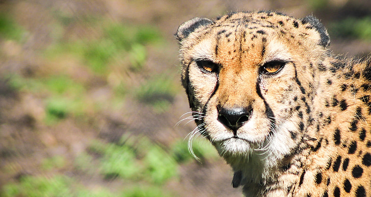 Cheetah, feline, stor katt, dyret, dyr, acinonyx jubatus, flekkete cheetah