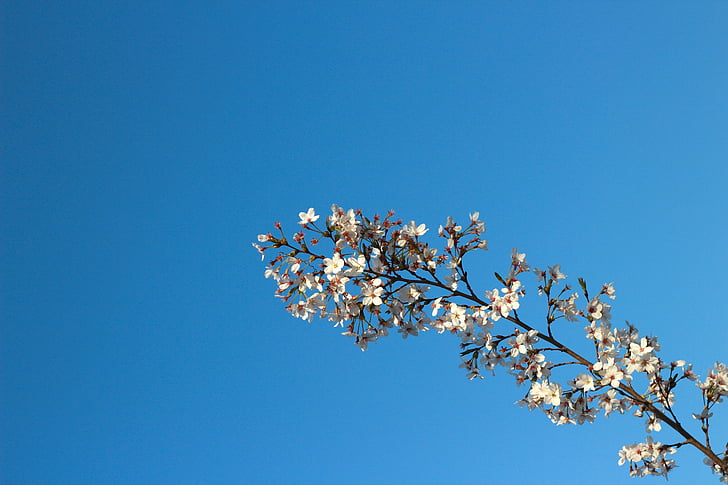 modrá obloha, slnečné dni, Sky, zobrazení, čerešňový kvet, jar, pobočka