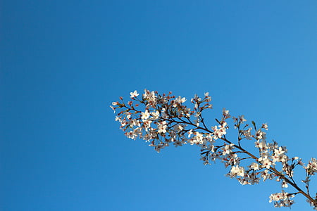 błękitne niebo, słoneczne dni, niebo, Widoki, kwiat wiśni, wiosna, Oddział