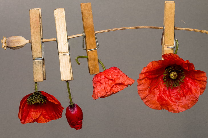 Poppy, bunga opium, bunga, poppy merah, klatschmohn, Poppy kapsul, clothespins