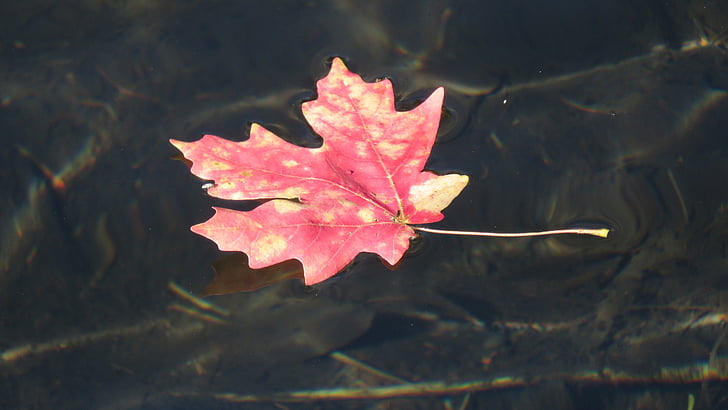 priroda, Tišina, vode, list, jesen