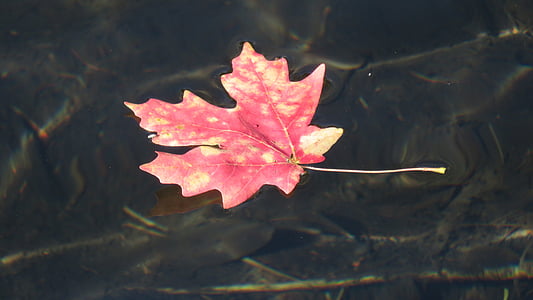 Příroda, ticho, voda, list, podzim