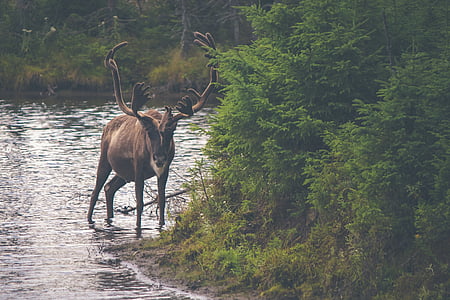 brown, moose, river, side, animal, nature, wild