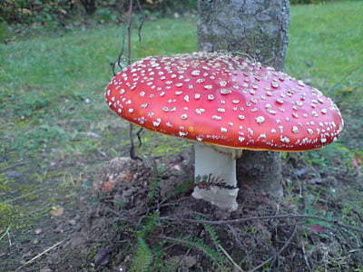 飞金顶, 森林, 红色飞木耳蘑菇, 真菌, 蘑菇, 自然, 毒蕈