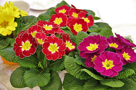 primrose pots, signs of spring, colorful, primroses, spring, early bloomer, flowers