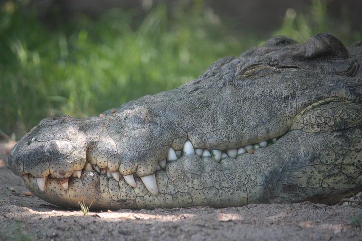 Alligator, krokodil, voet, reptielen, hoofd