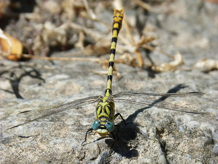 Cordulegaster sp, libélula, atrigrada de libélula, insecto con alas, detalle, roca, compuestos de ojos