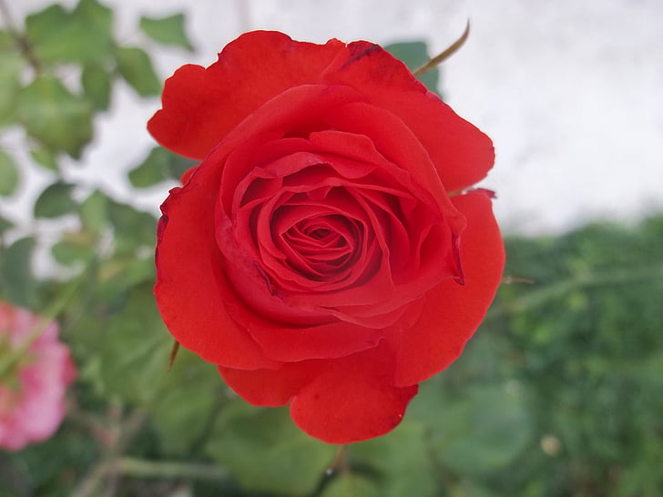 Rosa, vermelho, flor, beleza, planta, jardim, Venezuela