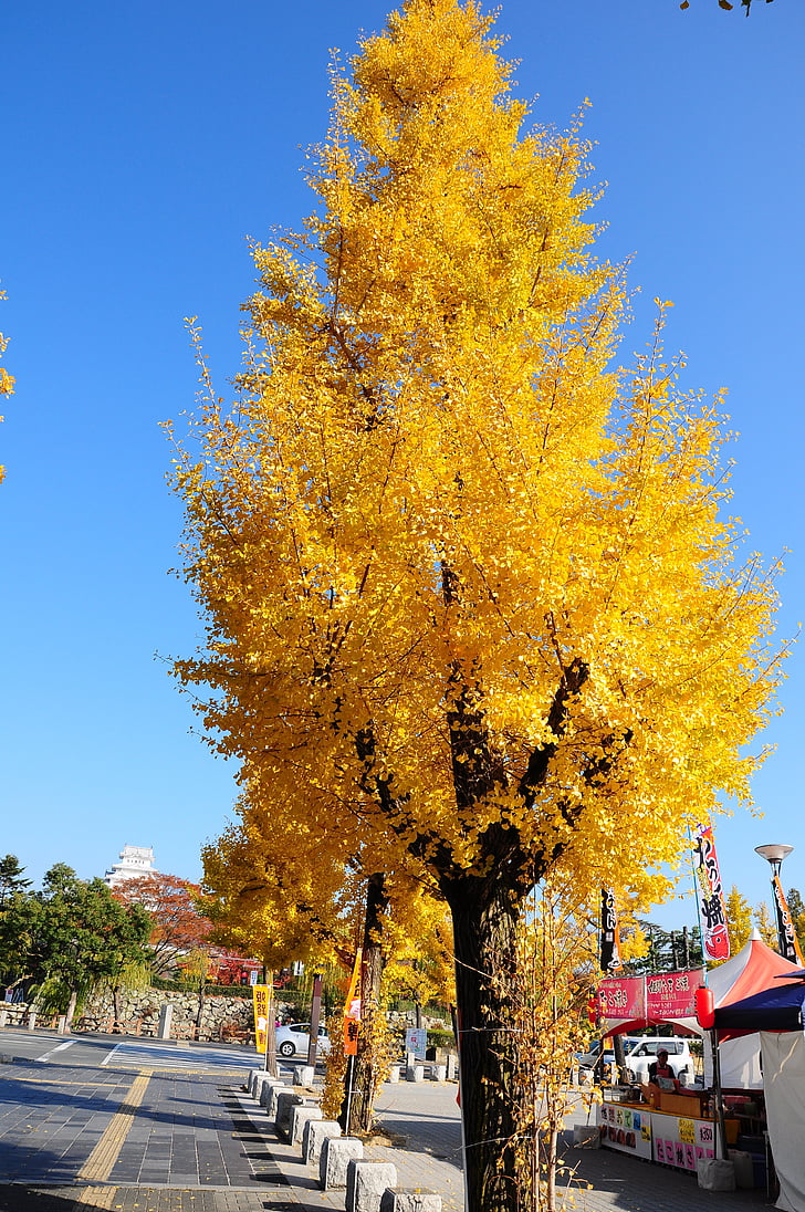 hõlmikpuu, Himeji, Road