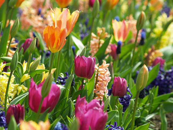blomster, forår, Tulip, natur, blomstermotiver, Blossom, grøn