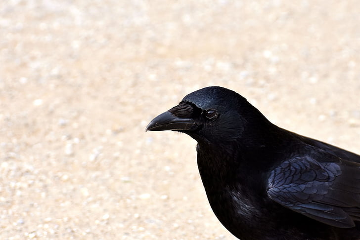 kråka, Korpen, fågel, svart, Raven fågel, fjäder, djur