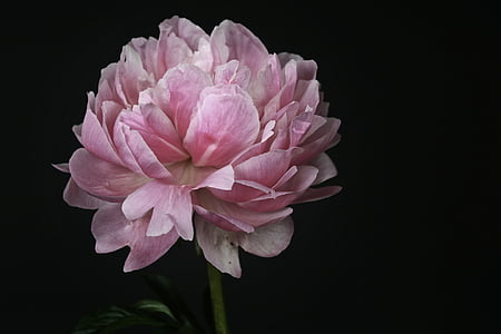 Peonija, zieds, Bloom, rozā, balta, Pavasaris, puķe