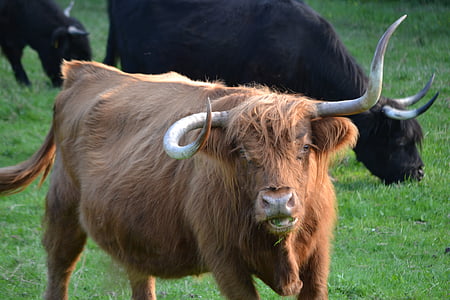 beef, cow, cattle, cows, pasture, horns, animal