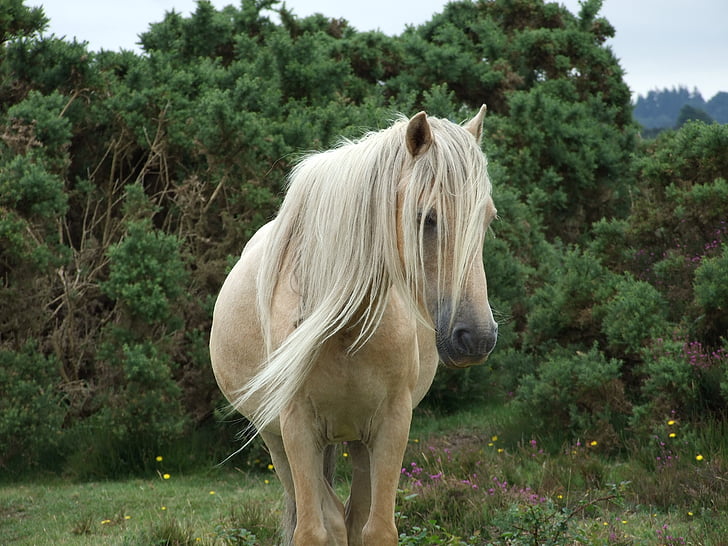 Mare, kůň, New forest pony