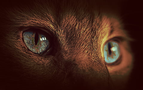 кішка, очі, Темний, чорний, синій, тварини, Дракон