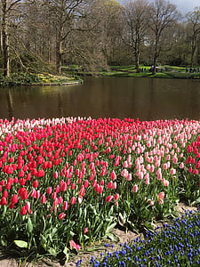 tulipanes, flores, Keukenhof, flores, floración, rojo, florece