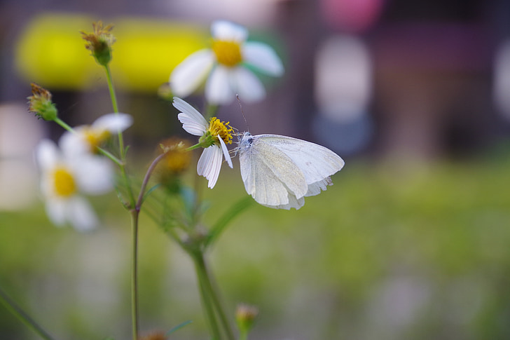 flowers and plants, butterfly, background