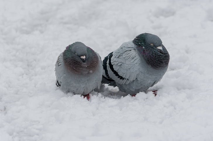 dove, bird, winter, frozen, animal, beak, city