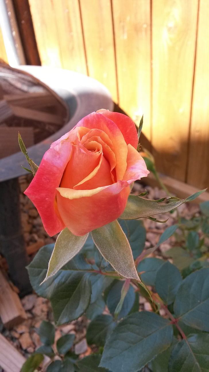 Rosa, flor de Rosa, flor, a l'exterior, jardí, pètal, flor