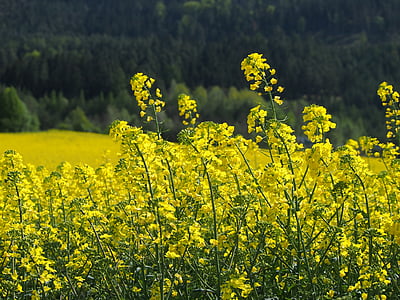 yellow, oilseed rape, blossom, bloom, field of rapeseeds, plant, rape blossom