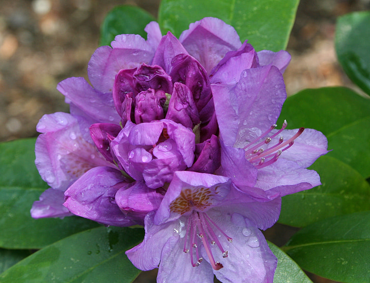 rhododendron, flower, open, purple, bloom, dew, pretty