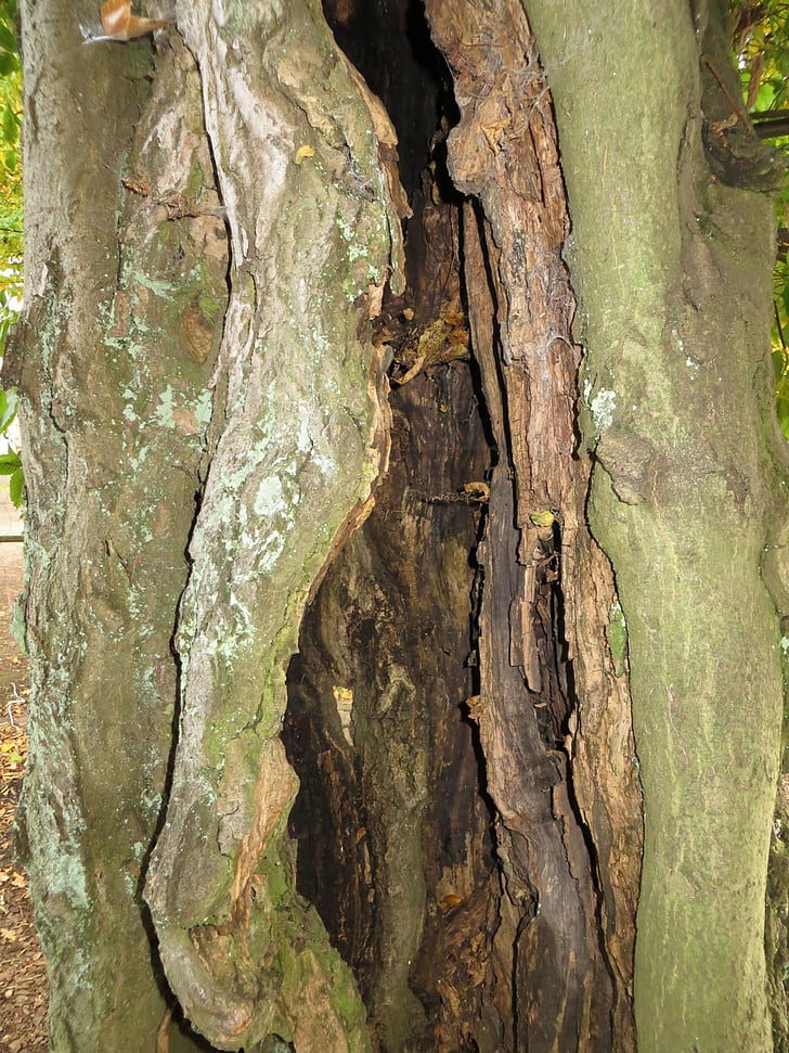 tree, trunk, hollow, decayed, decay, aged, weathered