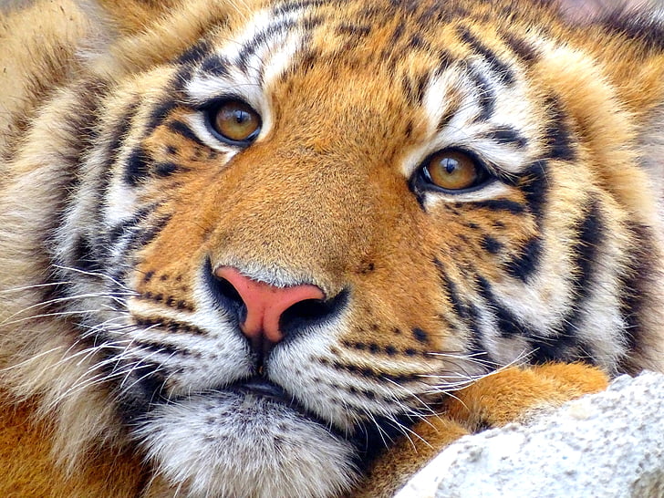 Тигър, животните, Зоологическа градина, животните дивата природа, животни в дивата природа, едно животно, шарени