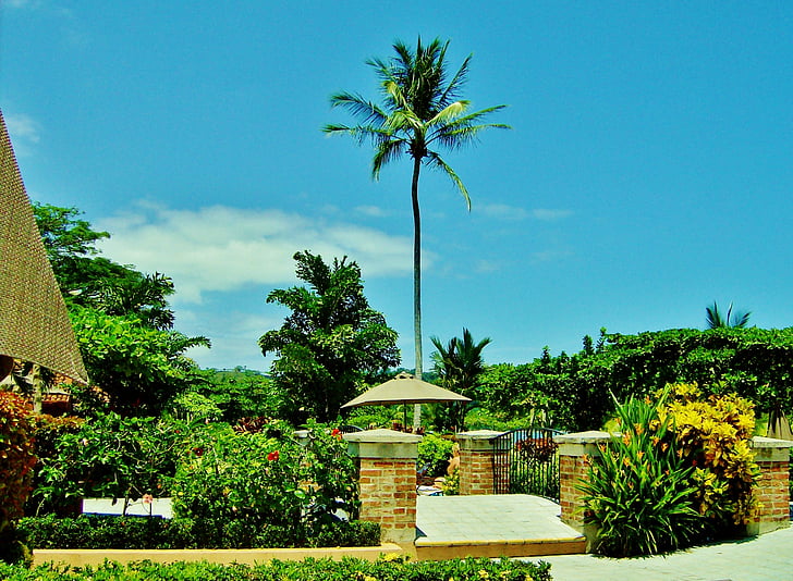 Коста-Рика, Los suenos marriott, Природа, Лето, Пальмовые деревья, Парк, Курорт
