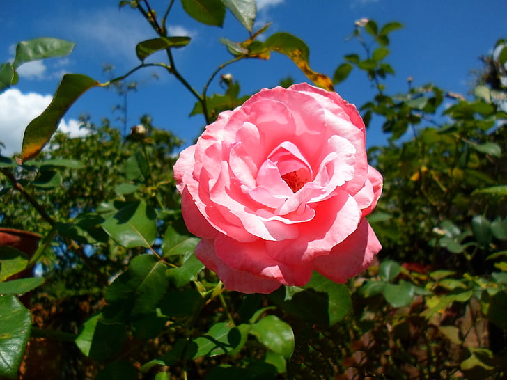 Rosa, cvijet, krajolik, vrt, Ružin grm, drvo, Linda