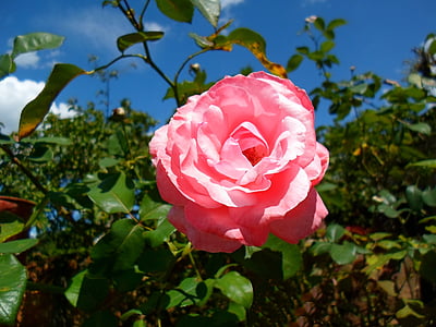 Rosa, puķe, ainava, dārza, rožu krūms, koks, Linda