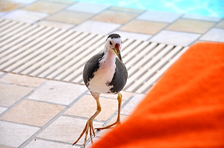 水の鳥, モルディブ, 満月島, プールサイド