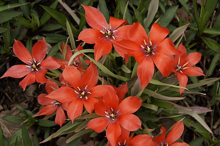 tulipanes, Gaudy, Color, colorido, primavera, flores