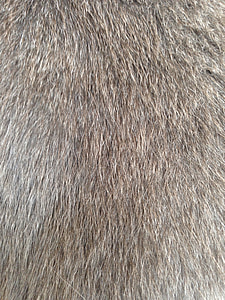 cat fur, fur, hairy, wuschelig, sweet, animal, woolly