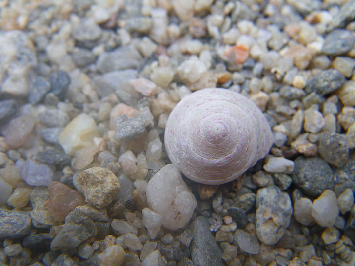 Pebble, shell, water