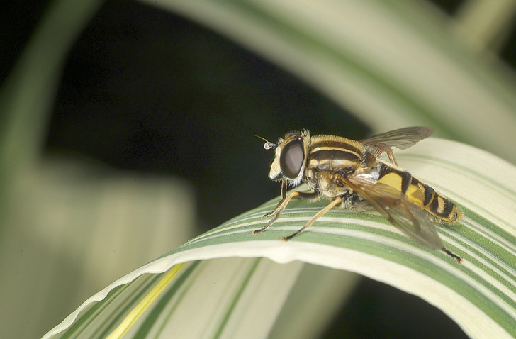 hoverfly, động vật hoang dã, côn trùng, vĩ mô, màu vàng, Thiên nhiên, cận cảnh