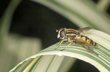 Hoverfly, άγρια φύση, έντομο, μακροεντολή, Κίτρινο, φύση, γκρο πλαν