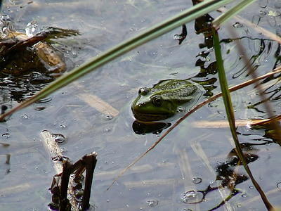 Lutry, jezero, žaba