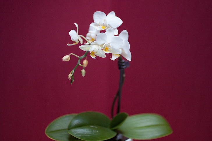 orchidea, fiore, bianco, fiori variopinti, Flora, petali di, natura