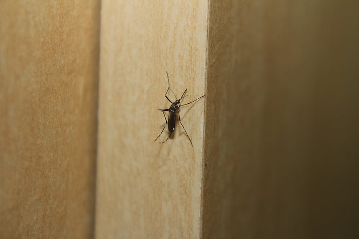 komarac, Denga groznica, Aedes, kukac, životinja, priroda, Krupni plan