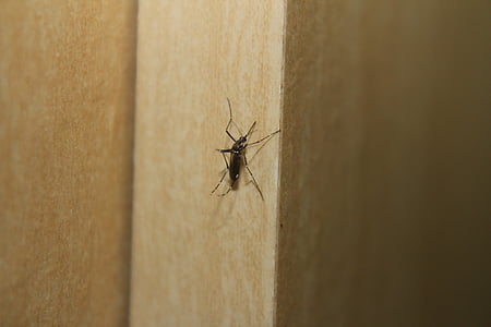 комар, тропическа треска, Aedes, насекоми, животните, природата, едър план